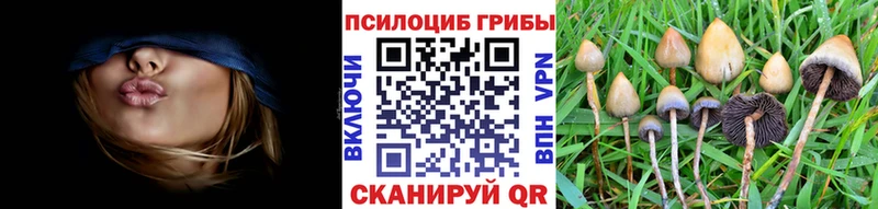 где купить   Томмот  Псилоцибиновые грибы мицелий 